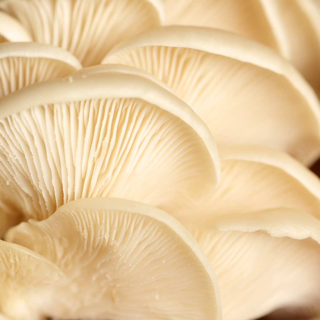 Benefits of Functional Mushrooms